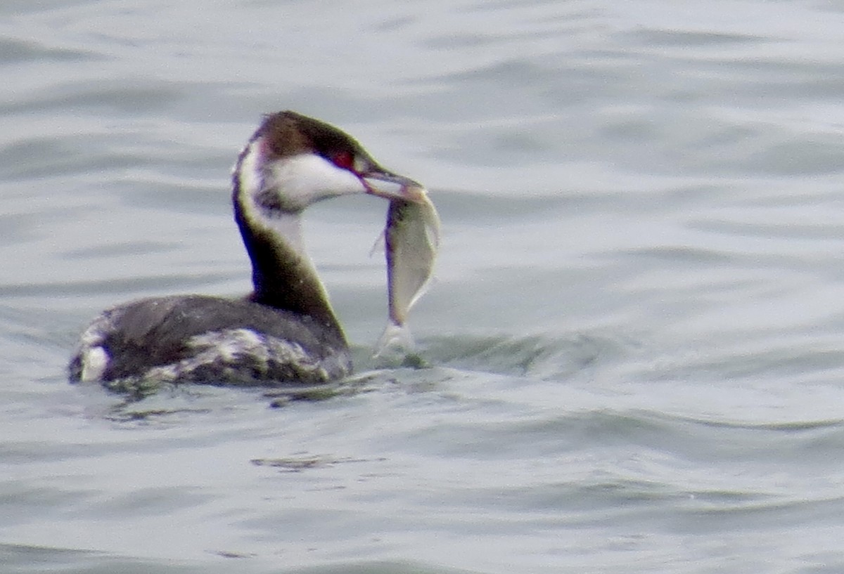 Horned Grebe - ML627963971