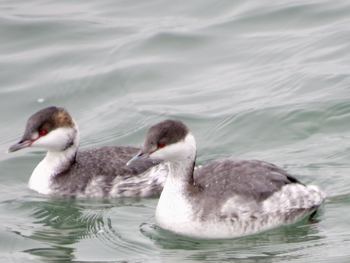 Horned Grebe - ML627963972