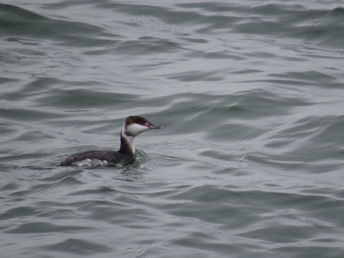 Horned Grebe - ML627963974