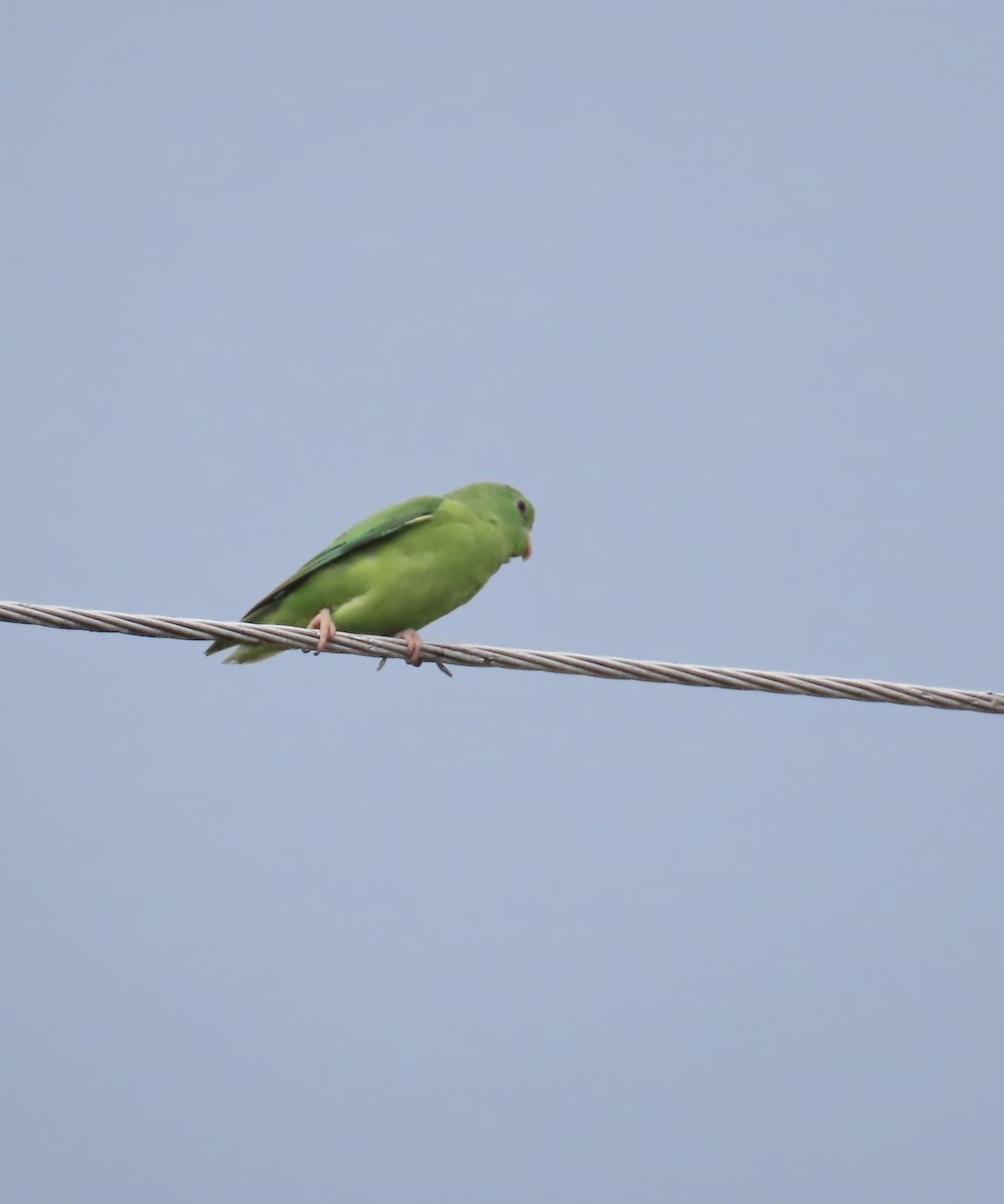 Spectacled Parrotlet - ML627963987