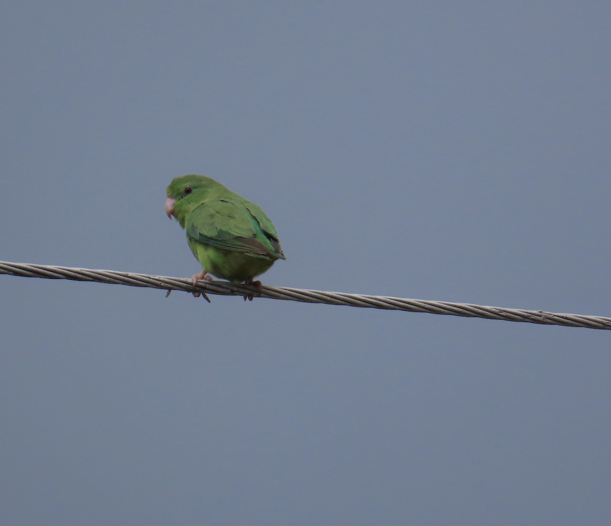 Spectacled Parrotlet - ML627963988