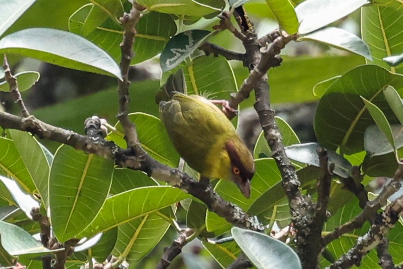 Rufous-browed Peppershrike - ML627964015