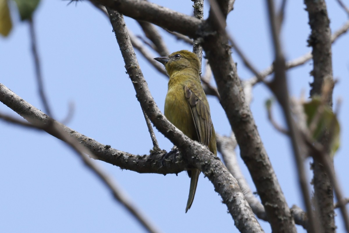 Hepatic Tanager - ML627964025