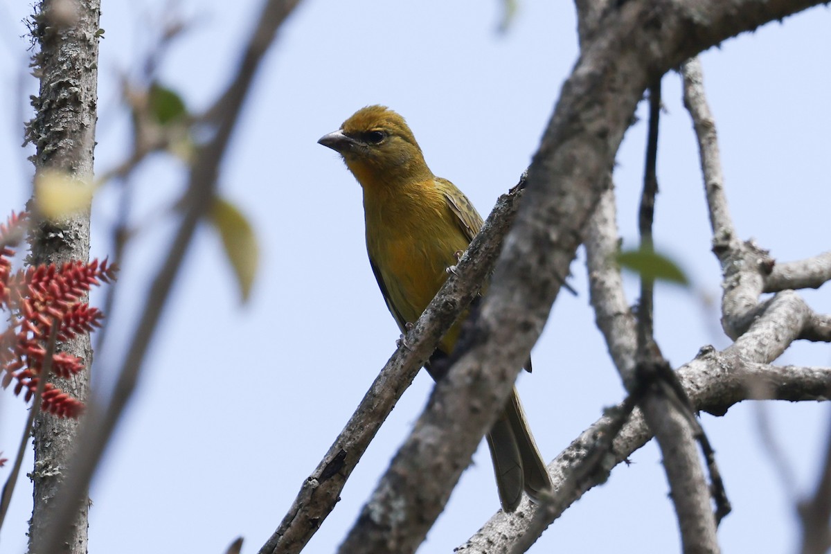 Hepatic Tanager - ML627964026