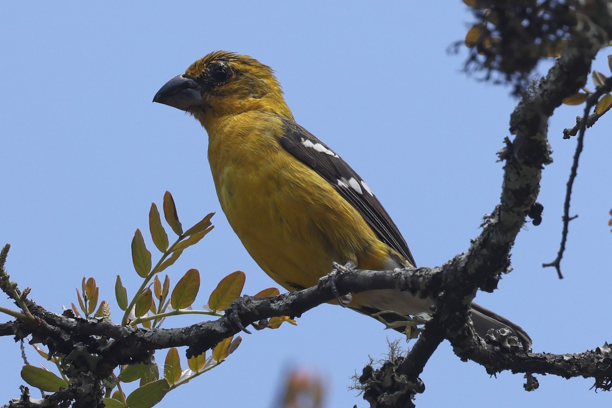 Golden Grosbeak - ML627964027