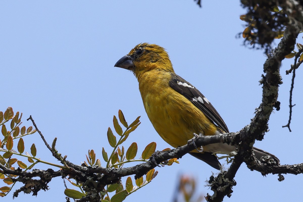 Golden Grosbeak - ML627964028