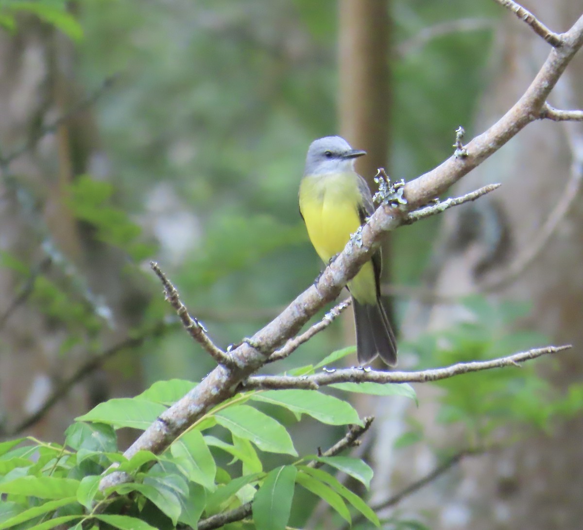 Tropical Kingbird - ML627964032