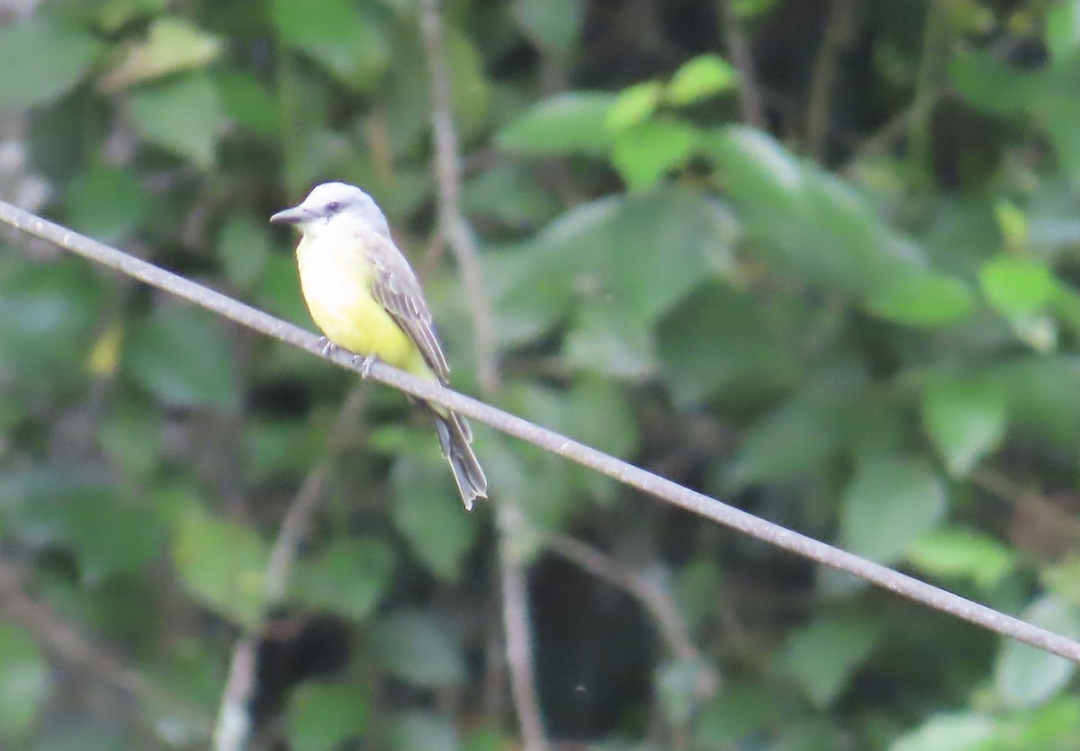 Tropical Kingbird - ML627964033