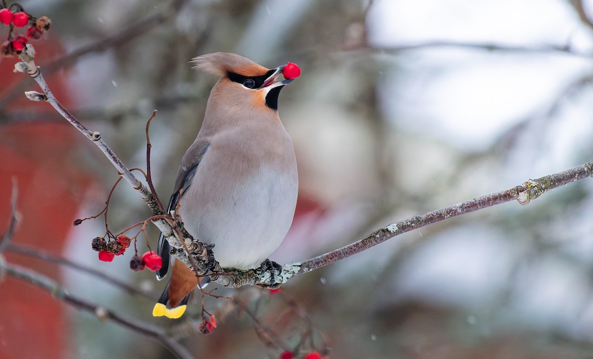 Bohemian Waxwing - ML627964051