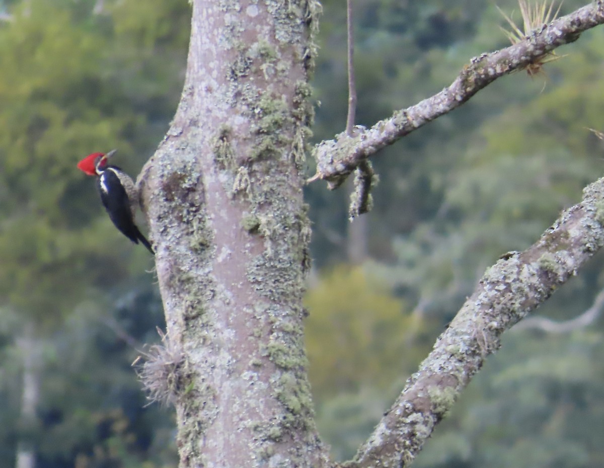 Lineated Woodpecker - ML627964063