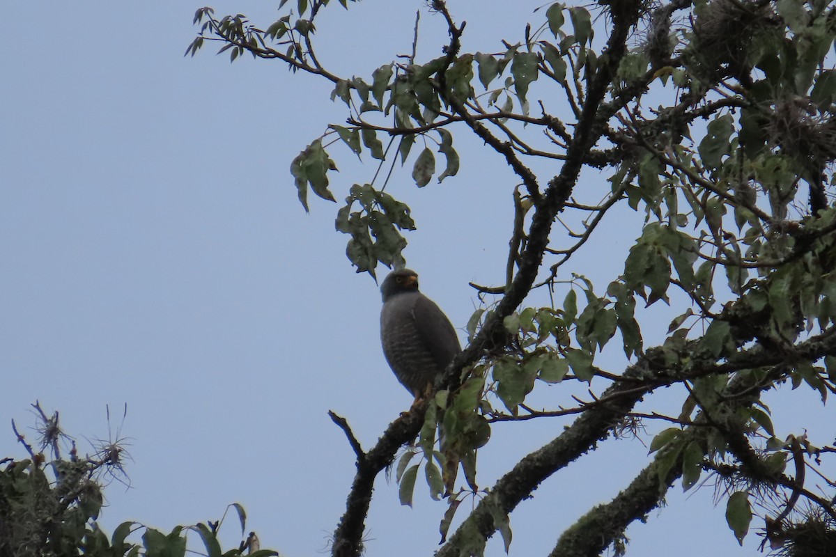 Roadside Hawk - ML627964117