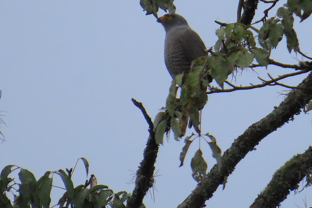 Roadside Hawk - ML627964118