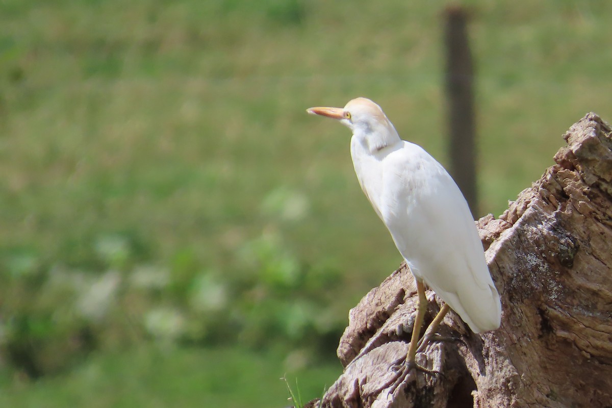 Western Cattle-Egret - ML627964129