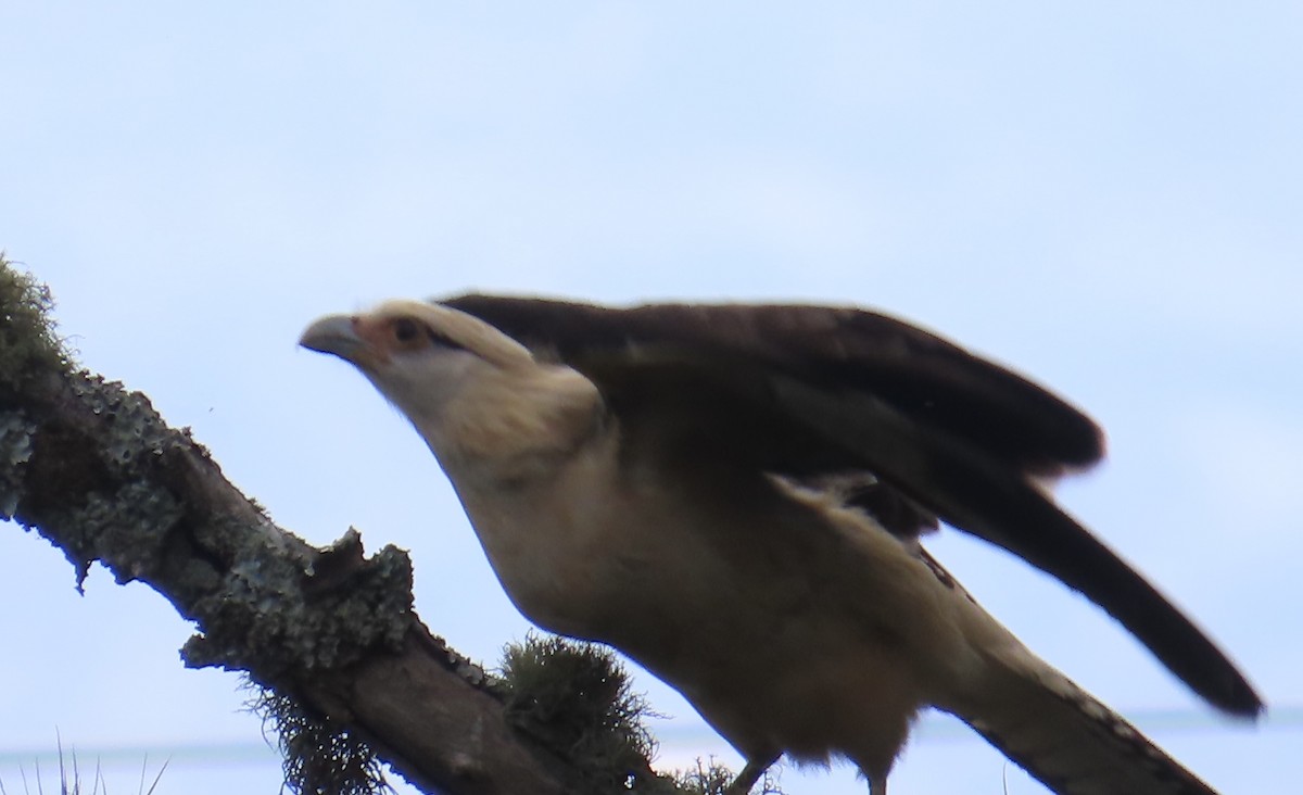 Yellow-headed Caracara - ML627964153