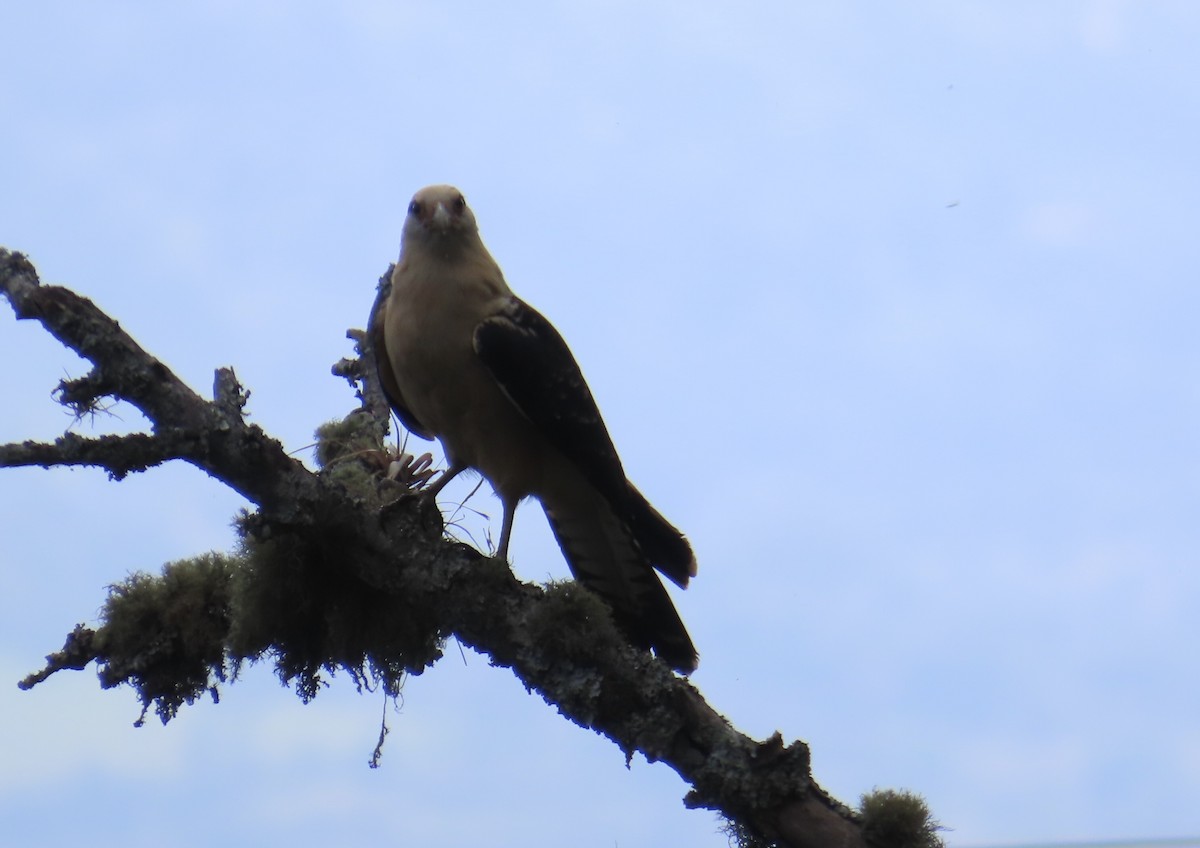 Yellow-headed Caracara - ML627964154