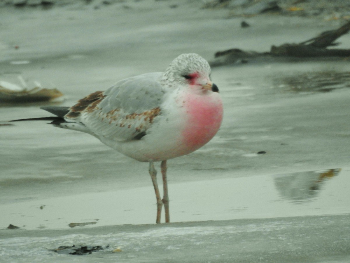 Ring-billed Gull - Kent Miller