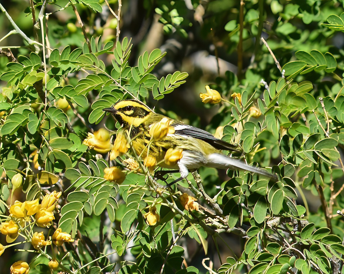 Townsend Ötleğeni - ML627964307