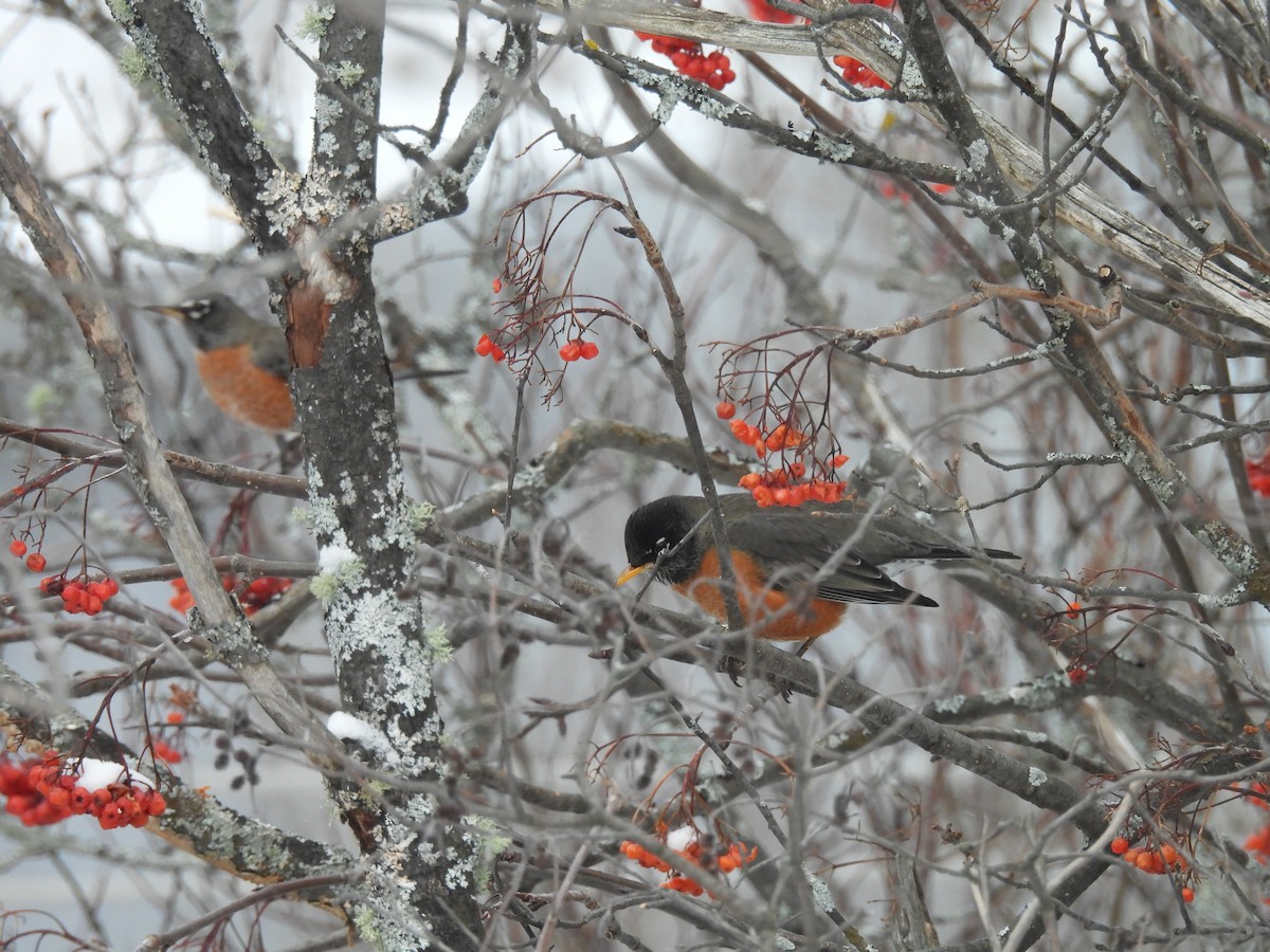 American Robin - ML627964362