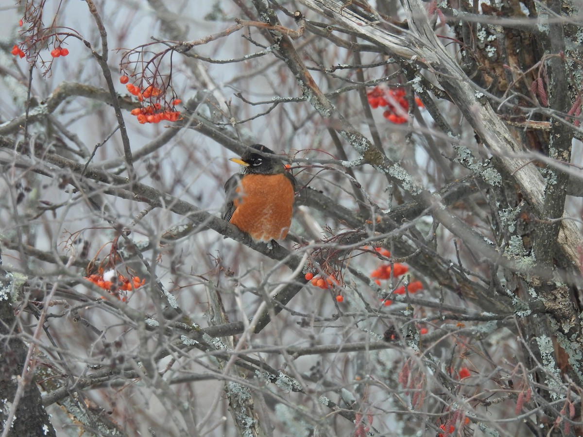 American Robin - ML627964363