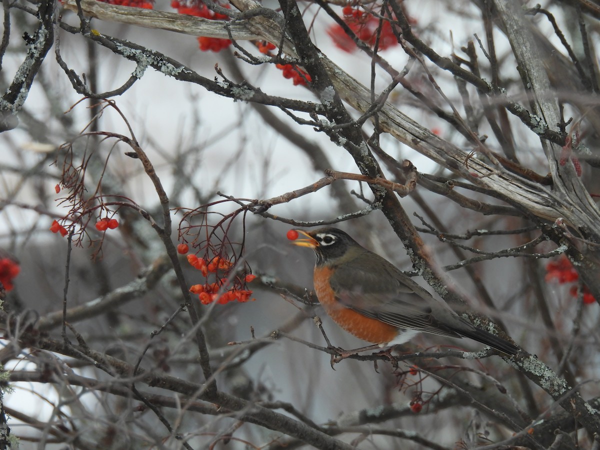 American Robin - ML627964376