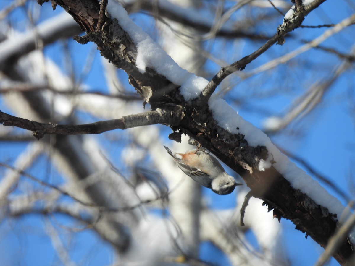 White-breasted Nuthatch - ML627964443