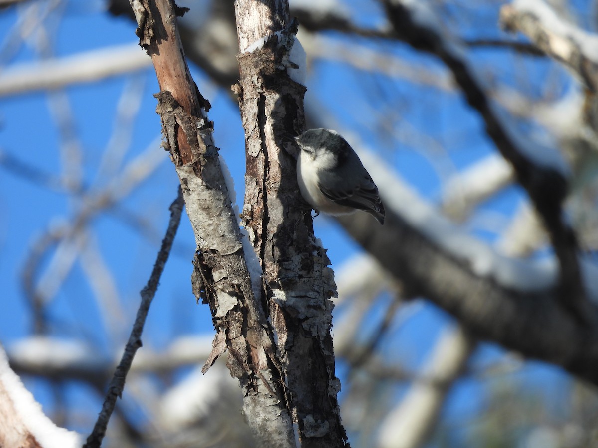 White-breasted Nuthatch - ML627964444