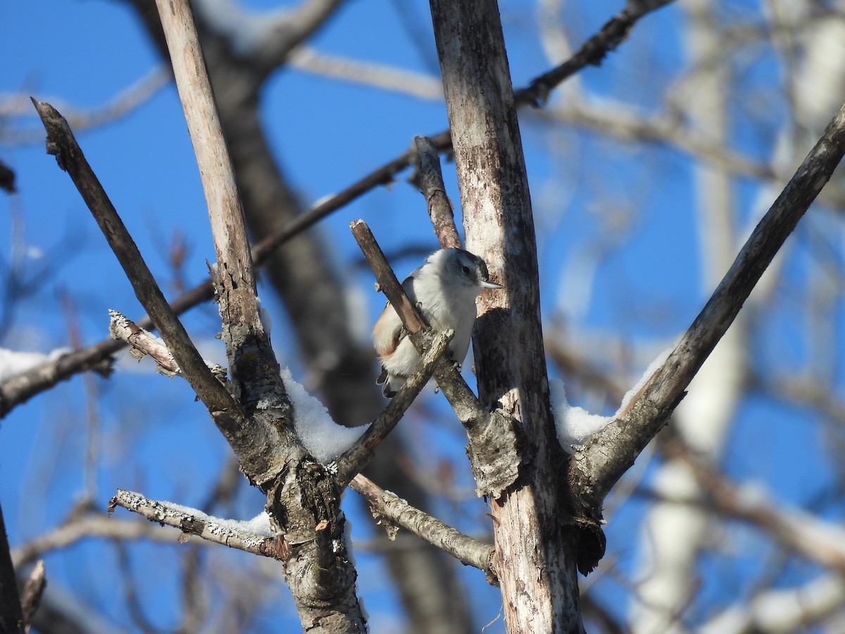 White-breasted Nuthatch - ML627964445