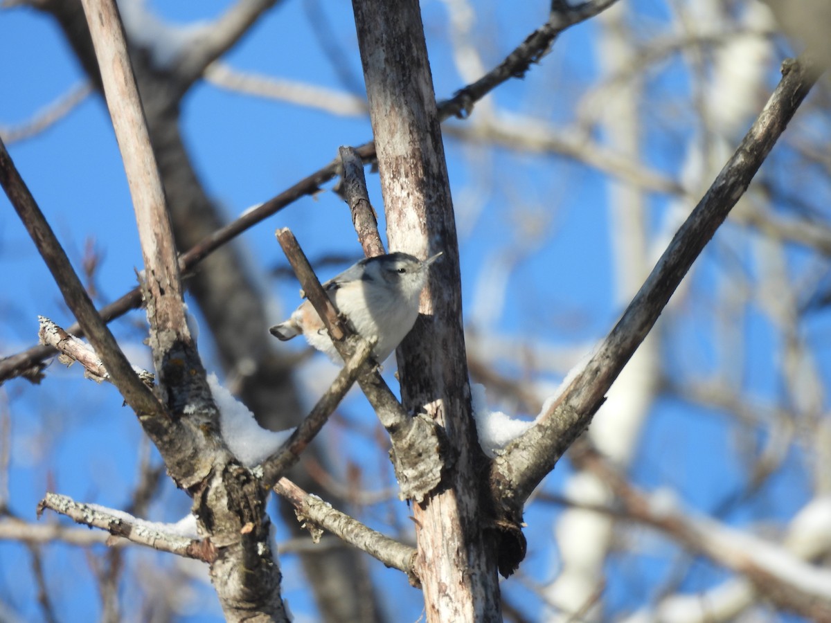 White-breasted Nuthatch - ML627964446