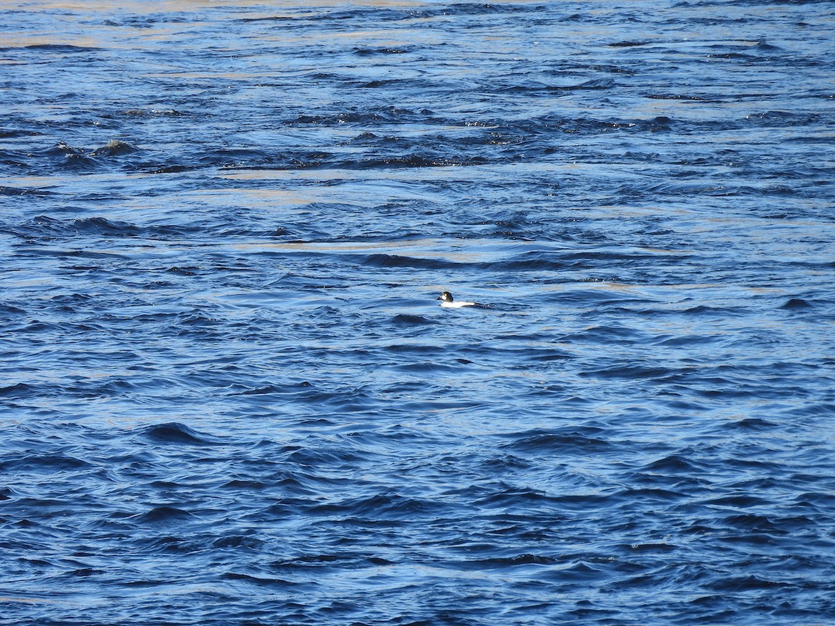 Common Goldeneye - ML627964461