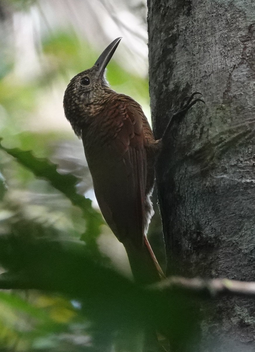 Amazonian Barred-Woodcreeper - ML627964474