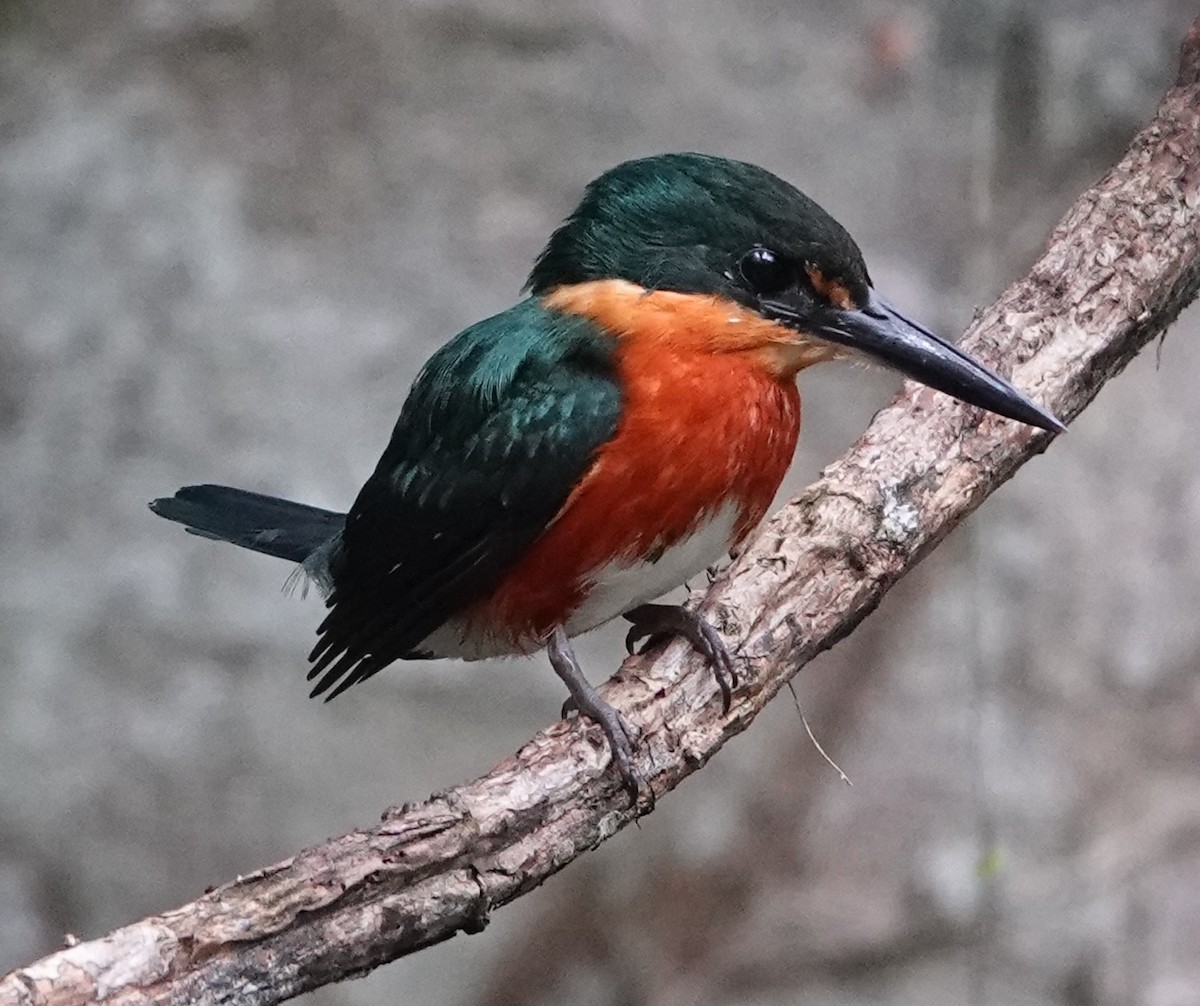 American Pygmy Kingfisher - ML627964498