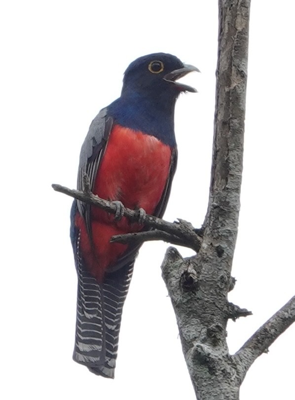 Blue-crowned Trogon - ML627964562