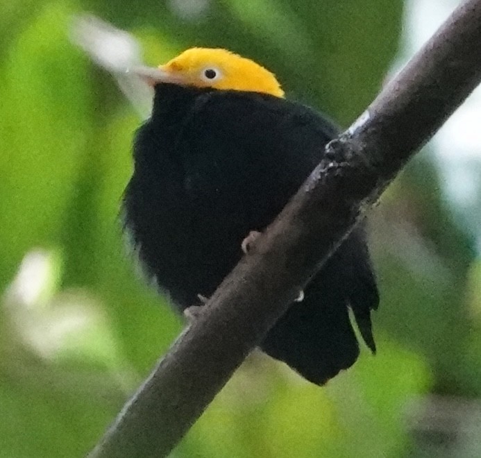 Golden-headed Manakin - ML627964646