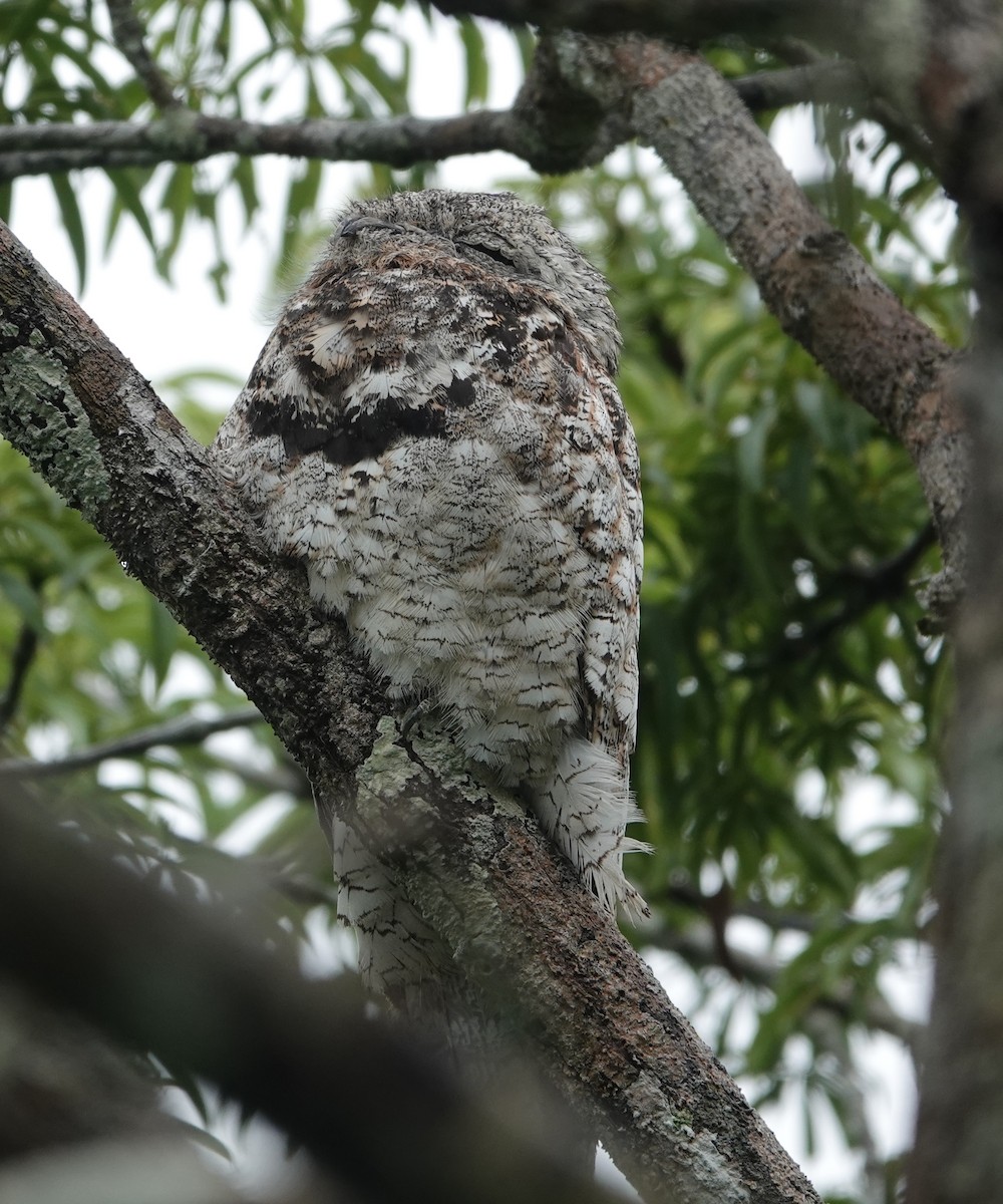 Great Potoo - ML627964655