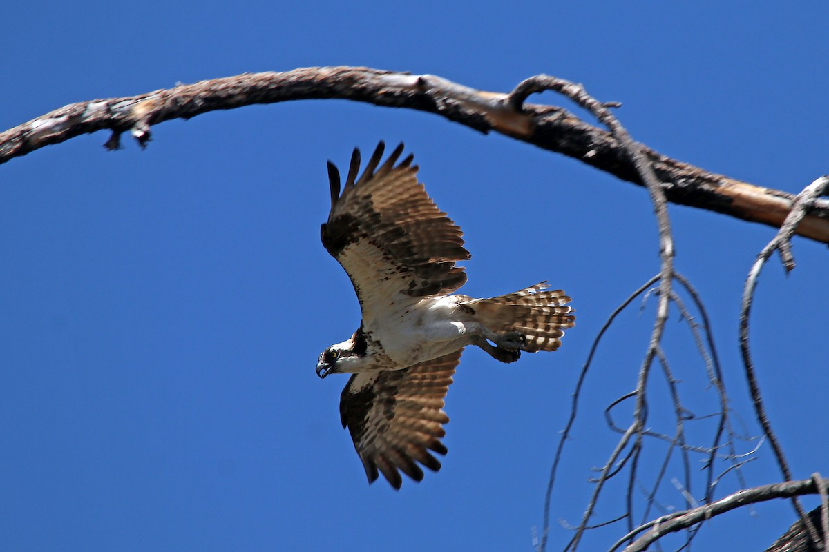 Osprey - ML627964721