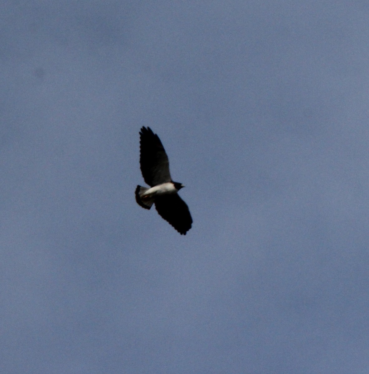 White-tailed Hawk - ML627964833