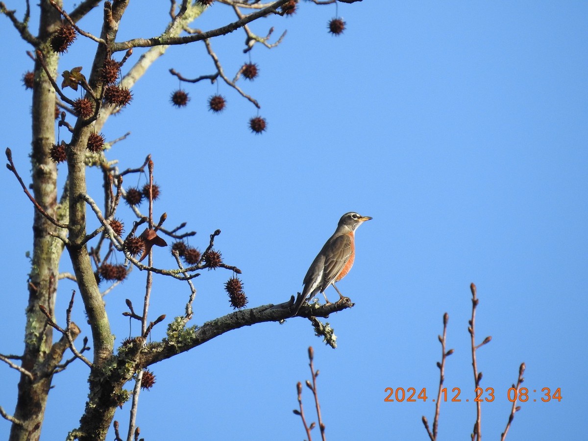 American Robin - ML627964844