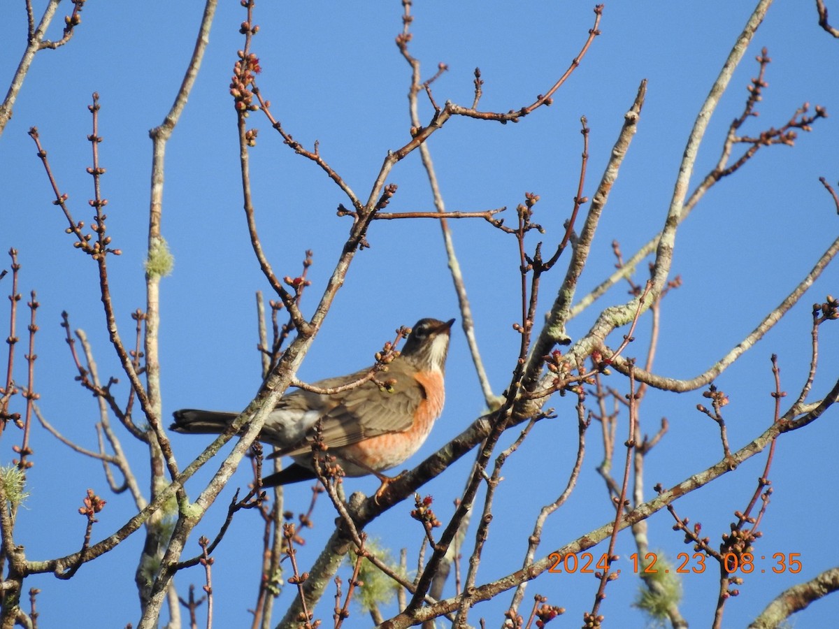 American Robin - ML627964847