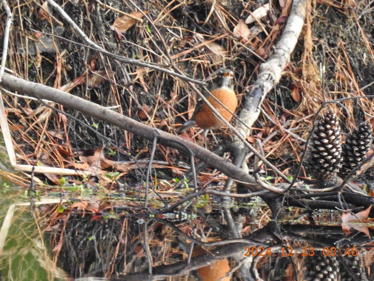 American Robin - ML627964849