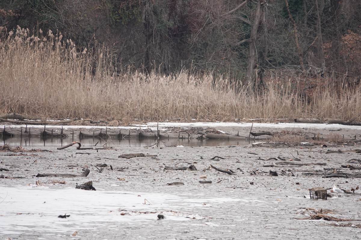 Wilson's Snipe - ML627964851