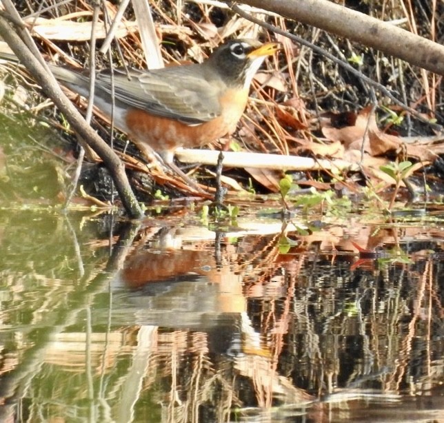 American Robin - ML627964852