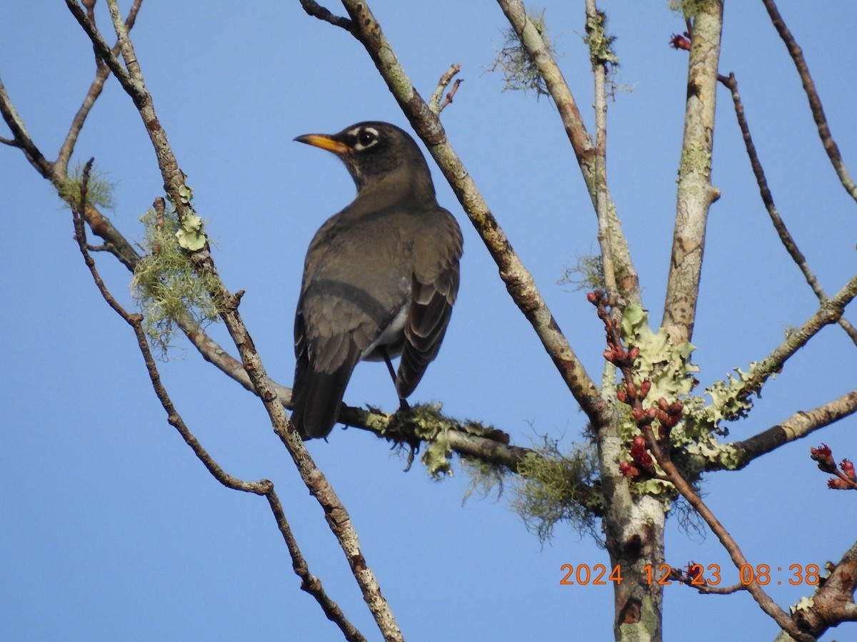 American Robin - ML627964854