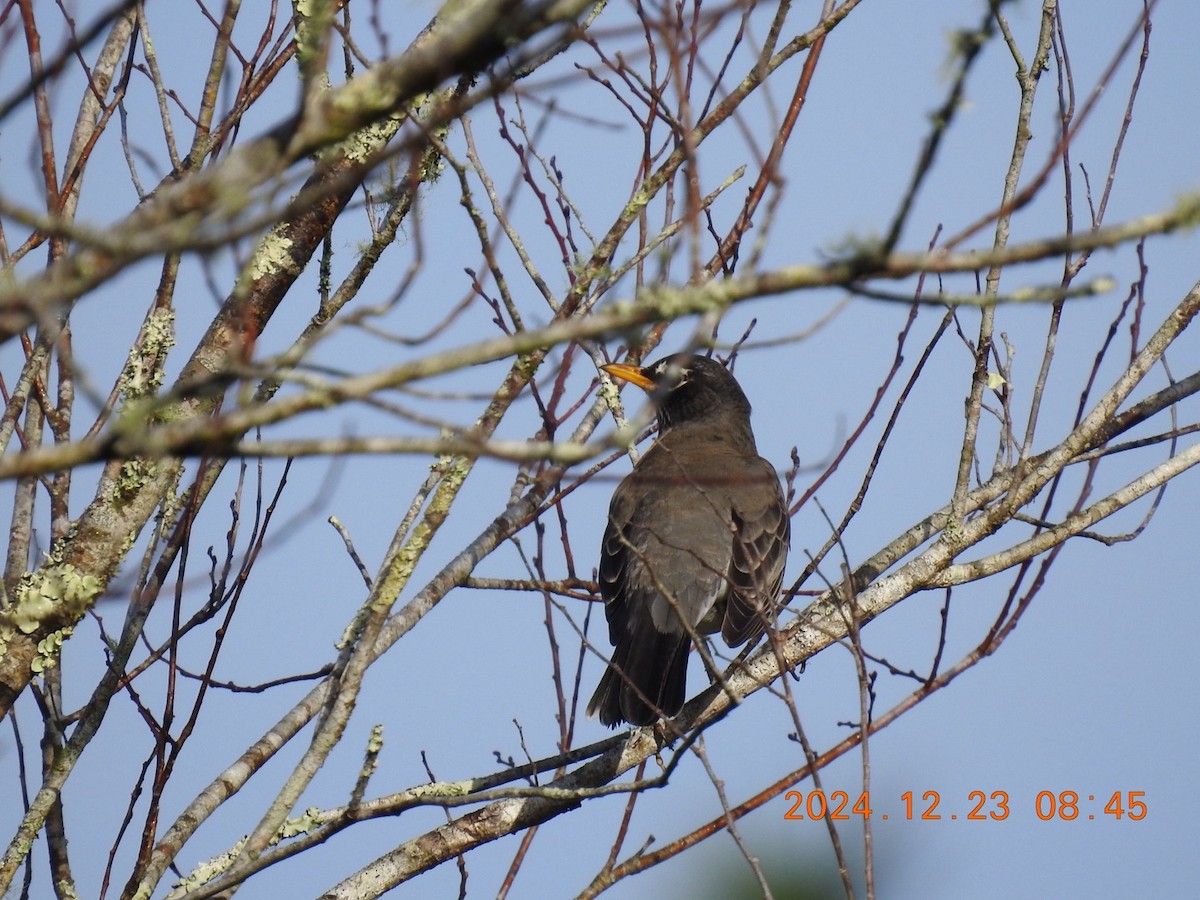 American Robin - ML627964856