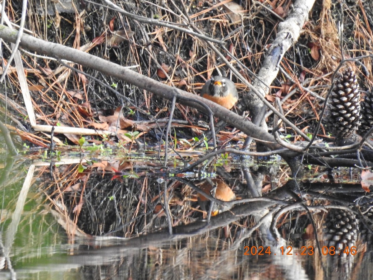 American Robin - ML627964863