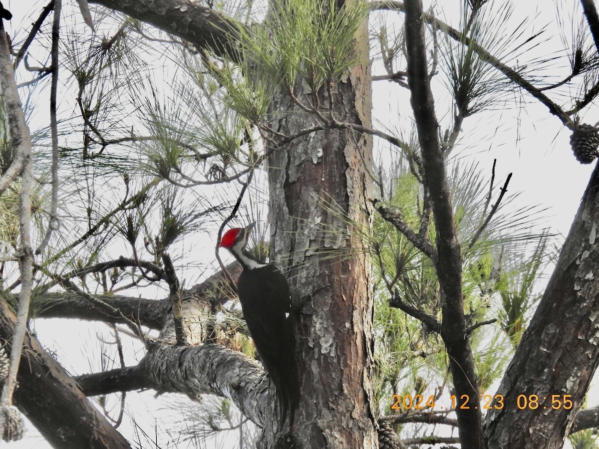 Pileated Woodpecker - ML627964868