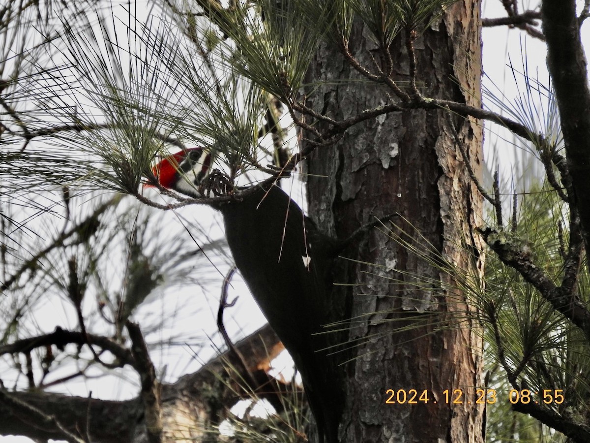 Pileated Woodpecker - ML627964870