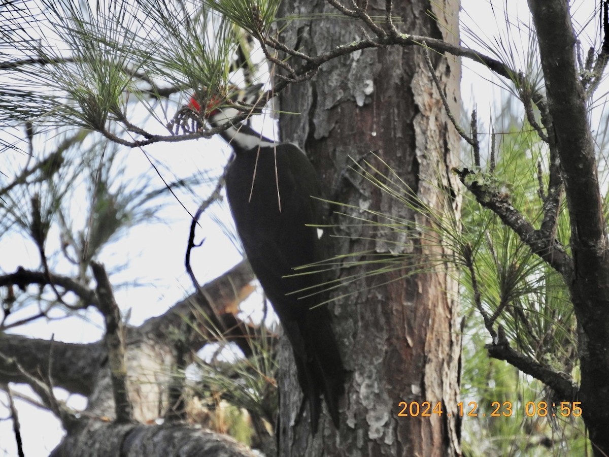 Pileated Woodpecker - ML627964871