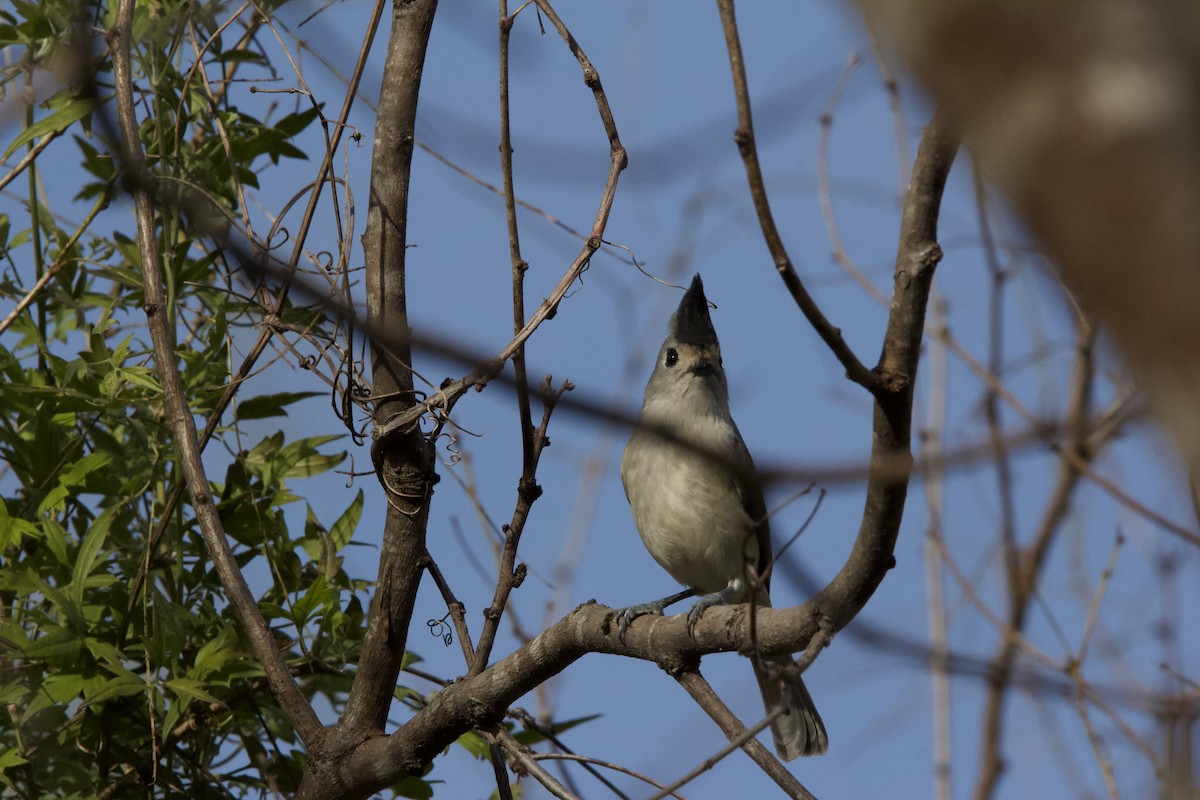 Black-crested Titmouse - ML627964881