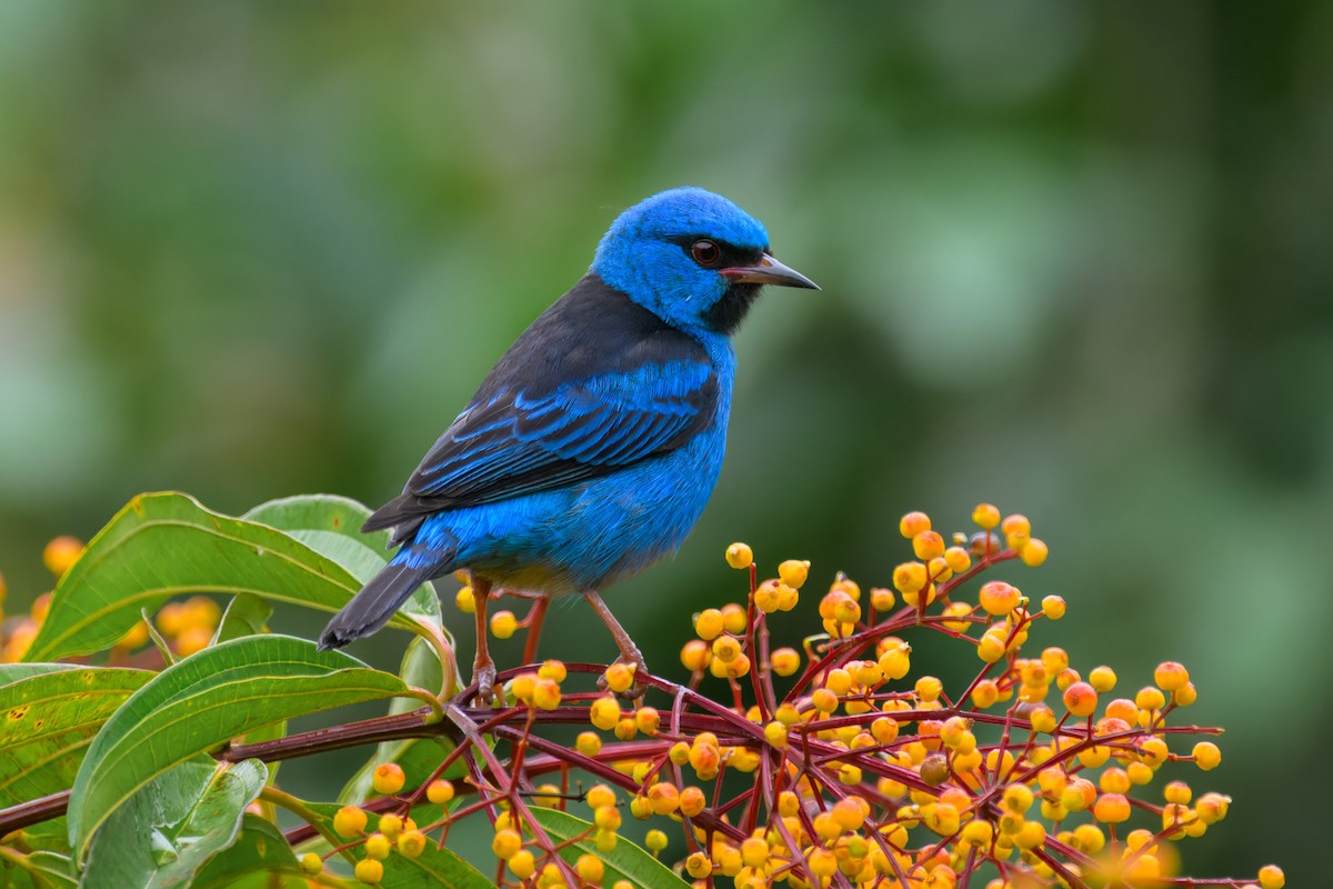 Blue Dacnis - ML627964959