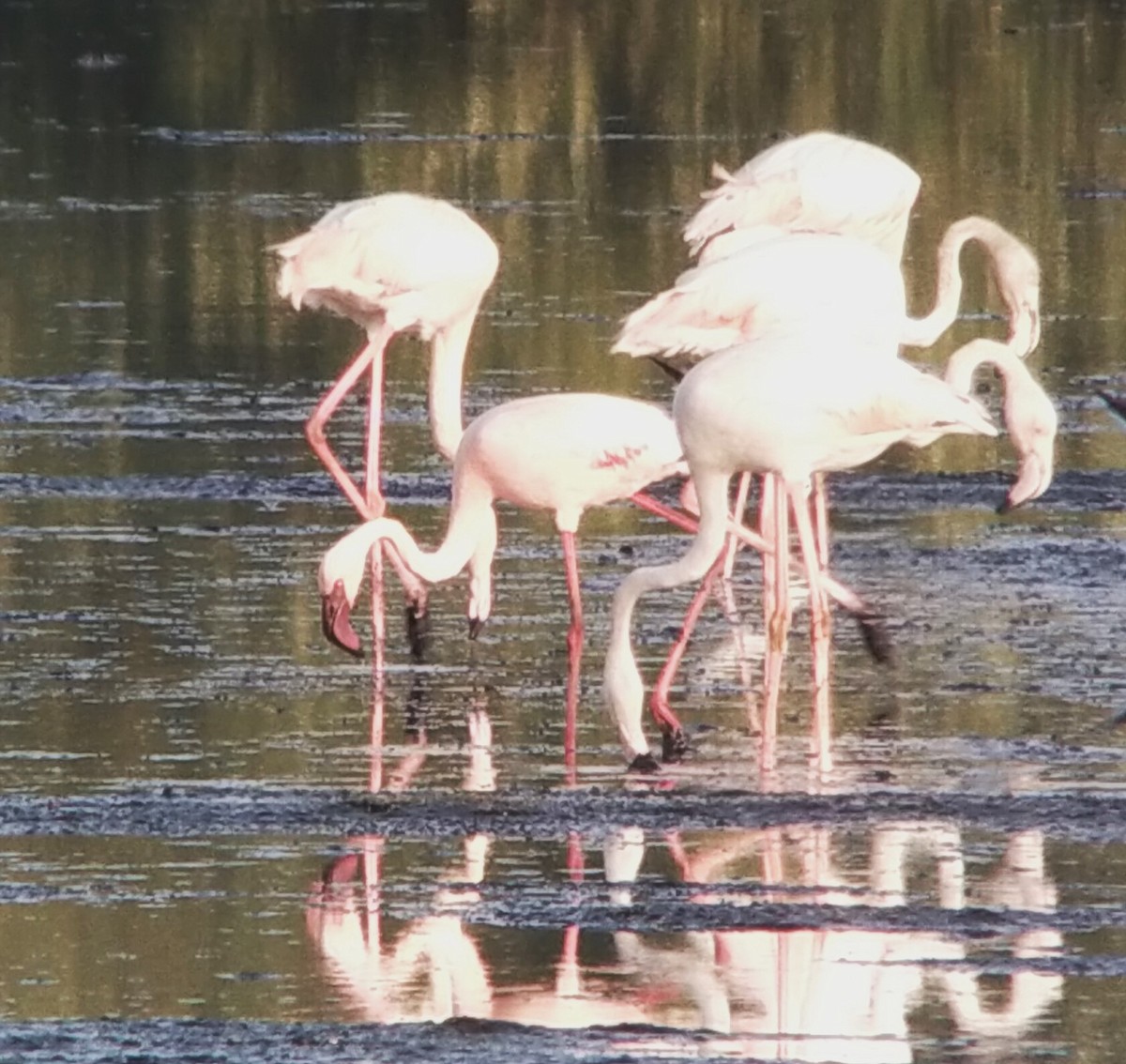 Lesser Flamingo - ML627964976